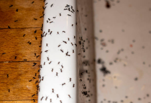 Spider Control Near Me in Pulaski, NY